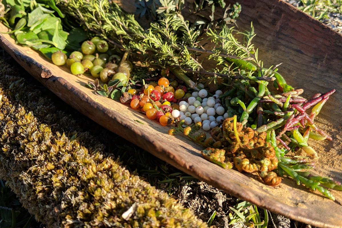 Food & Medicine NITA