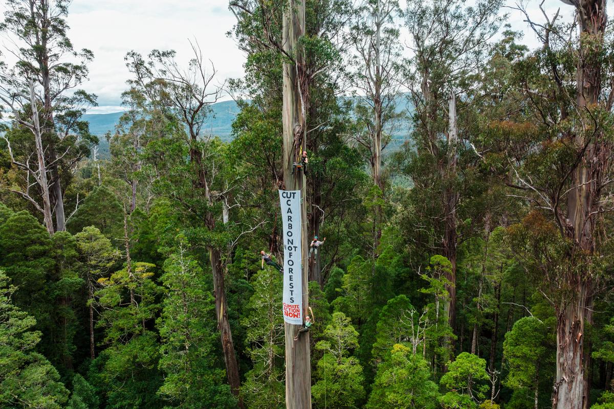 Bob Brown Foundation